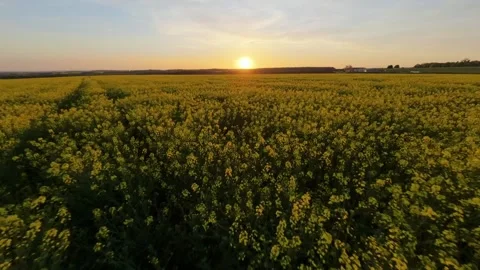Golden Fields at the Edge of Day — Low Skim Through Flowering Rapeseed at Dusk Stock Footage 333051129