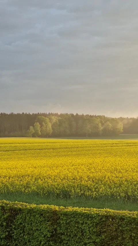 Golden Fields &amp; Floating Pollen – Nature in Bloom Video stock 312216353