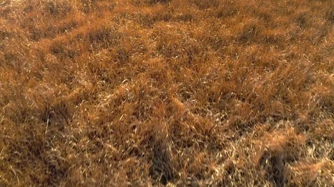 Golden Fields Flyover Stock Footage