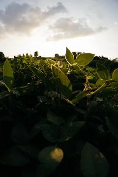 Golden fields glow under a vibrant sunset Stock Photos