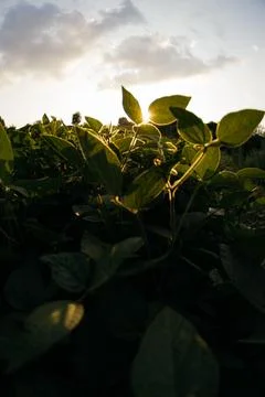 Golden fields glow under a vibrant sunset Stock Photos