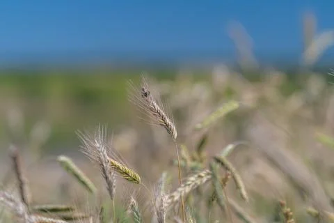 Golden fields glow under the warm rays as crops sway gently in the breeze d.. Stock Photos