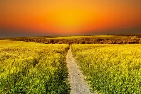 Golden fields of grain Stock Photos