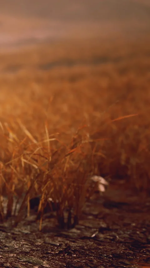 Golden fields of grass during sunset in a rural area Stock Footage 346754757