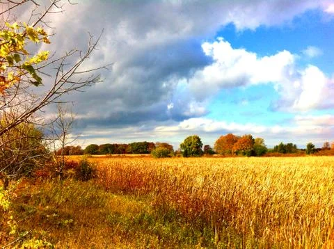 Golden fields Stock Photos