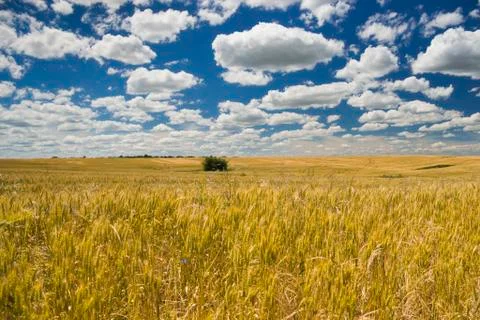 Golden fields Stock Photos