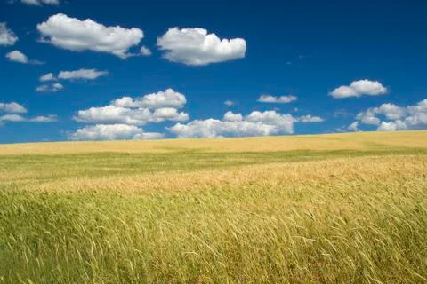 Golden fields Stock Photos