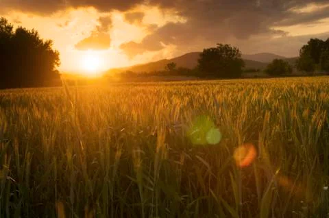 Golden fields Stock Photos