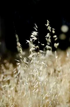 Golden fields Stock Photos