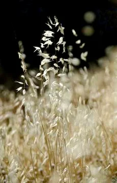 Golden fields Stock Photos