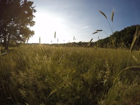 Golden Fields Stock Photos