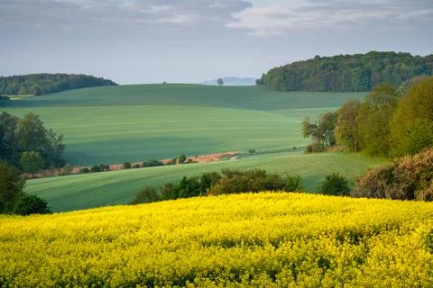Golden fields Foto stock