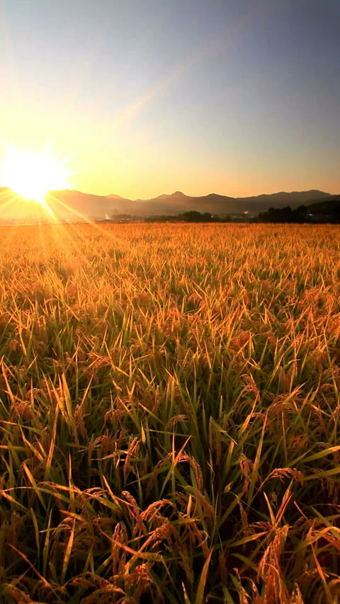 The Golden Fields of Rice and the Rays of Sunset Over Mount Koshin and Other Видео 330381041