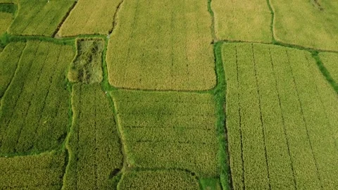 Golden Fields Serenade: Aerial Elegance Over Yellow Ricefields Stock Footage 258539826