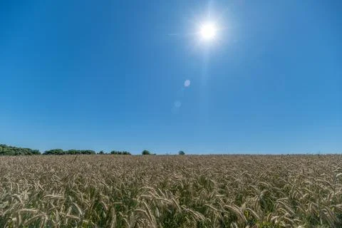 Golden fields stretch endlessly across the European landscape as harvesters g Stock Photos