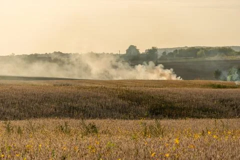 Golden fields stretch far and wide, as wisps of smoke dance softly in the a.. Stockfoto's