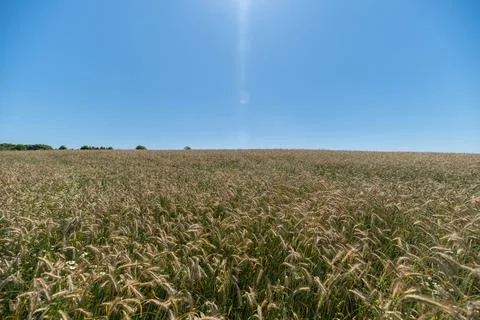 Golden fields stretch under a bright blue sky in the heart of Europe inviti.. Stock Photos