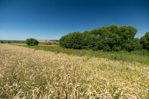 Golden fields stretch under a bright blue sky with lush trees lining the ho.. Stock Photos