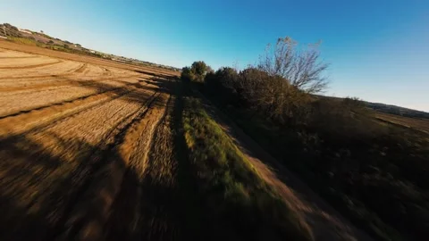 Golden fields stretch under clear blue skies Stock Footage 342190899