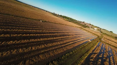 Golden fields stretch under clear blue skies Stock Footage 342191672