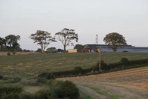 Golden fields stretch under soft twilight sky Stock Photos