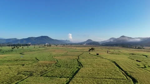 Golden fields stretch wide beneath clear blue skies Video stock 333631450