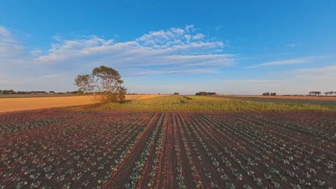 Golden fields stretch wide under clear blue skies Vidéo 342589853