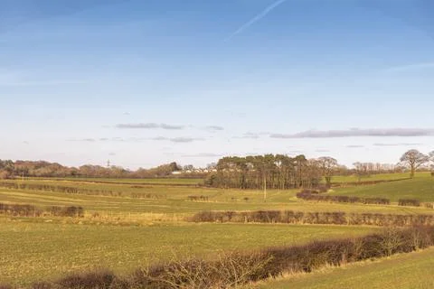 Golden fields stretch wide under a clear blue sky Stock Photos