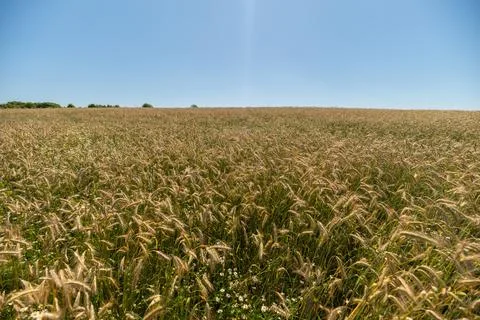 Golden fields stretching endlessly under a clear blue sky in a peaceful par.. Stock Photos