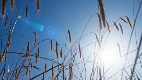 Golden Fields in the Sunlight Video stock 287740266