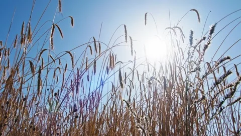 Golden Fields in the Sunlight Video stock 287740354