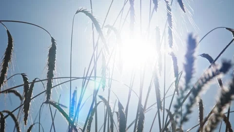 Golden Fields in the Sunlight Video stock 287740420