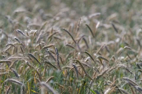 Golden fields sway gently under the bright sun as harvest approaches in the.. Stock Photos