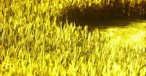 Golden fields swaying under sunlight near a tranquil water body Stock Illustration