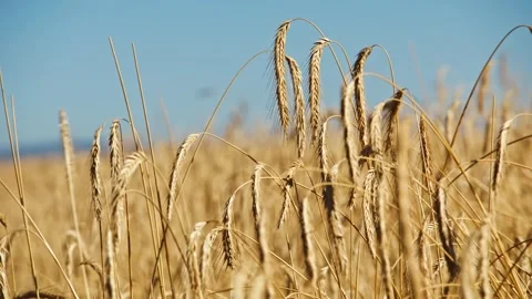 Golden Fields Under the Blue Sky 스톡 동영상 287740150