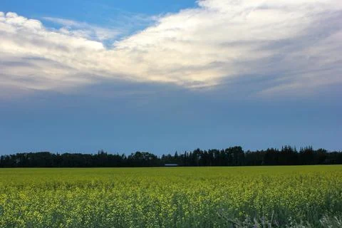 Golden fields under a cloudy sky near a forest at dusk in a rural landscape Stock Photos