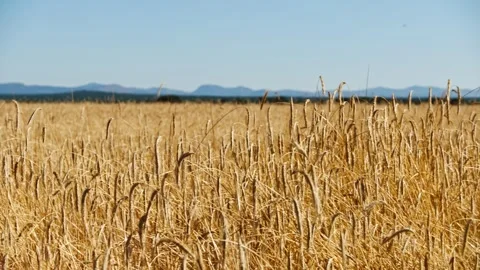 Golden Fields Under the Sun Video stock 287740056