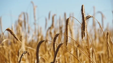 Golden Fields Under the Sun Video stock 287740226