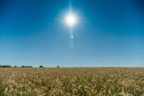 Golden fields of wheat basking in the bright European sun during the joyful.. Stock Photos