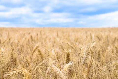 Golden fields of wheat 库存照片