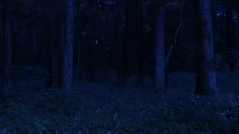 Golden Firefly Stock Footage 330596623