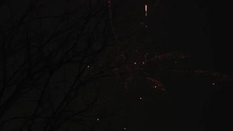 Golden Fireworks Exploding Behind Silhouetted Tree Branches at Night Видео 337415079