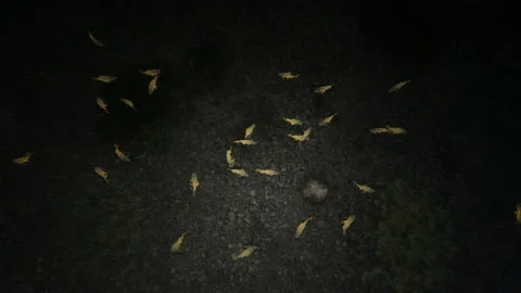 Golden fish on the bottom of the clean river, 4K  Stock Footage 165205589