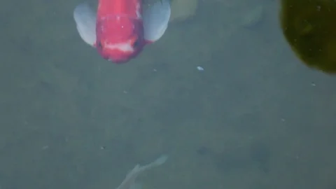 Golden fish close up Stock Footage 81062783