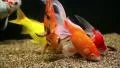 Golden fish HD Footage