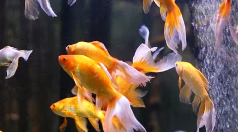 Golden fish Stock-Footage 23802373