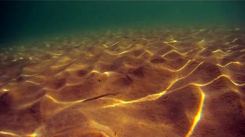 Golden Fish 스톡 동영상 207418908