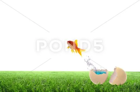 Golden fish jump out side the egg Stock Illustration