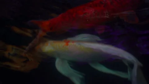 Golden fish or koi fish swiming in water of pond Video stock 152862926