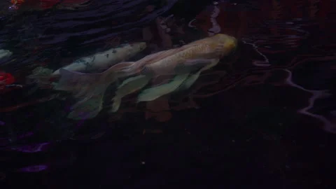 Golden fish or koi fish swiming in water of pond Stock Footage 152862959